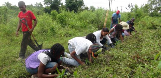 kleine Agroforstwirtschaft-0